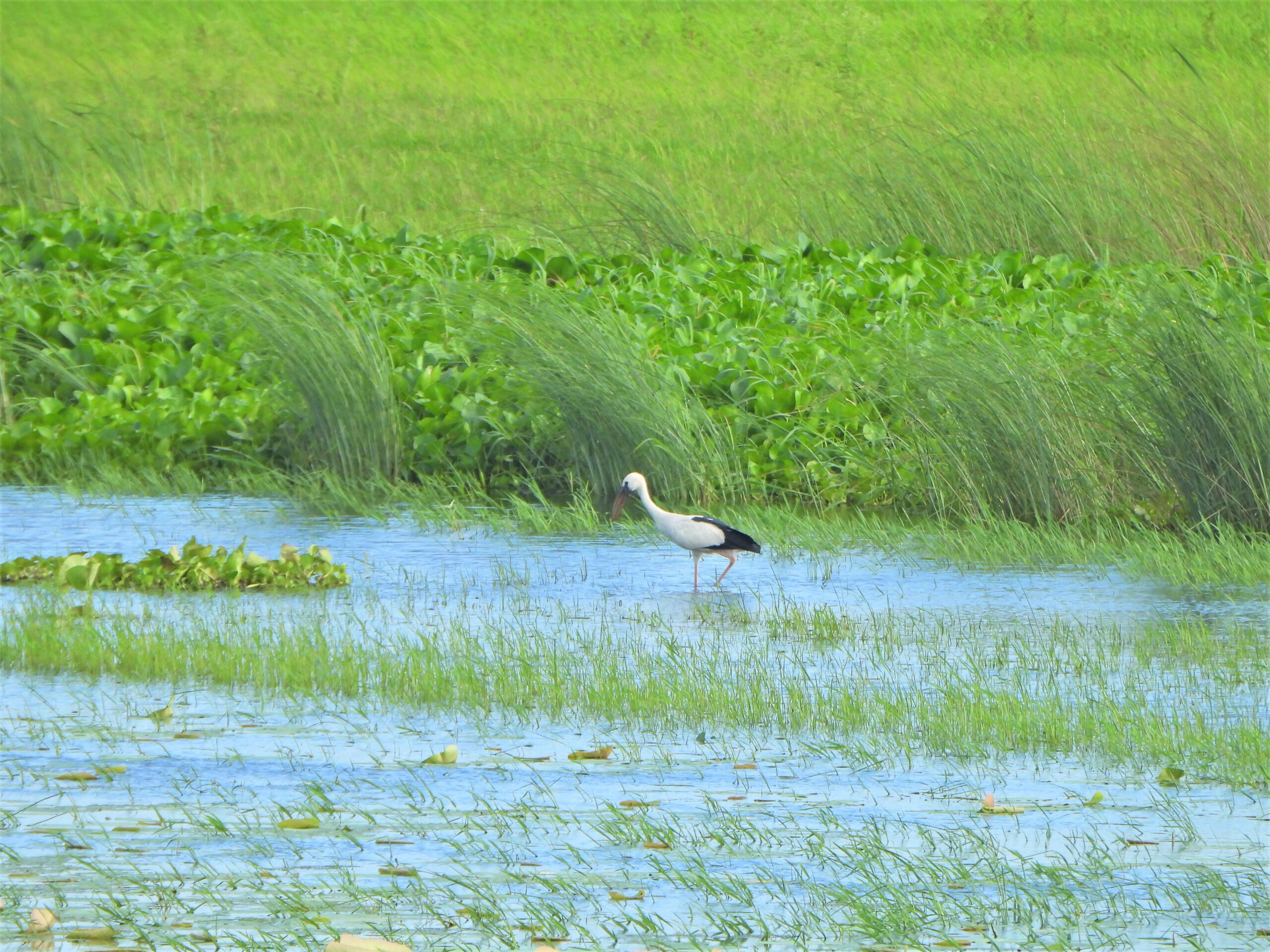 Koshi-Tappu: A wetland haven and its people !